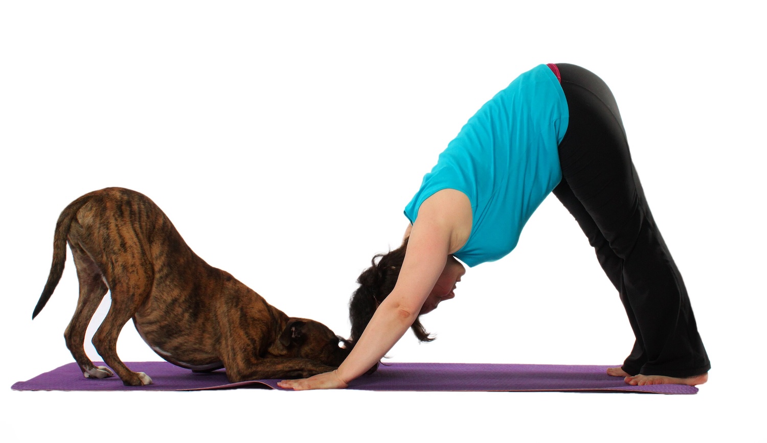 adho mukha svanasana
